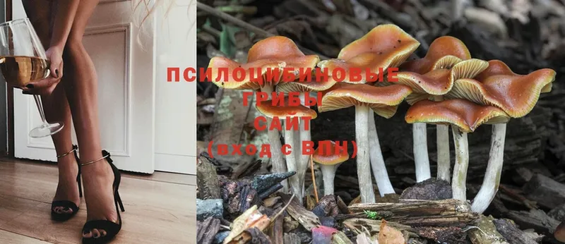 OMG ONION  купить  сайты  Городовиковск  Галлюциногенные грибы Cubensis 